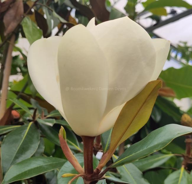 Magnolia grandiflora 'Kay Paris'