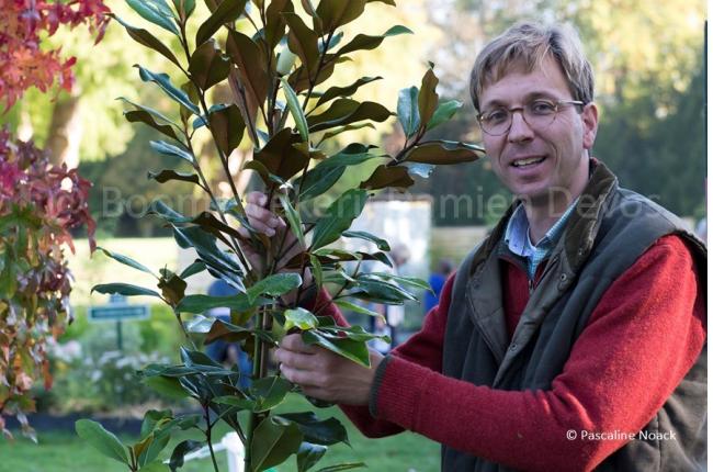 Magnolia grandiflora 'Kay Paris'