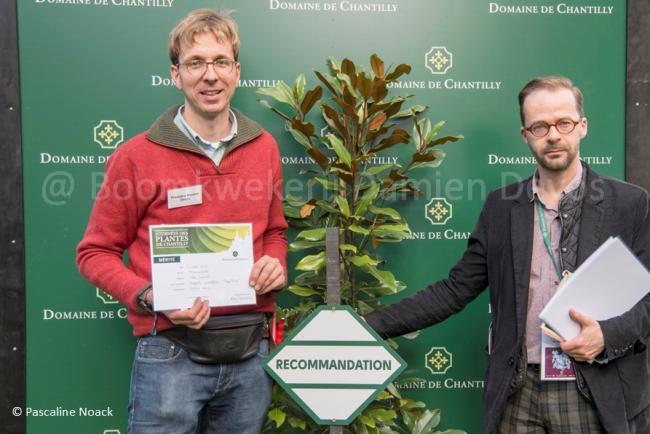 Magnolia grandiflora 'Kay Paris'