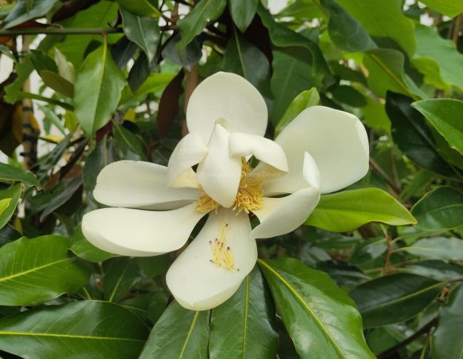 Magnolia grandiflora 'Kay Paris'