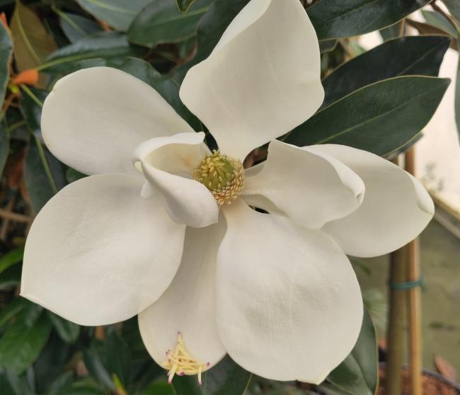 Magnolia grandiflora 'Little Gem'