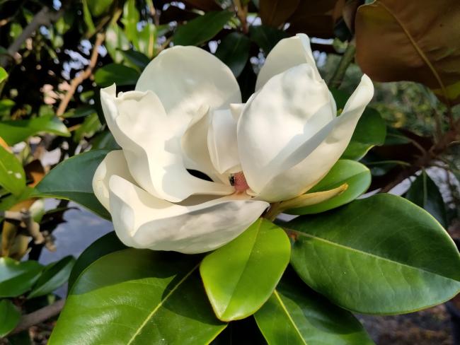 Magnolia grandiflora 'Praecox' (M. grandiflora 'Goliath')