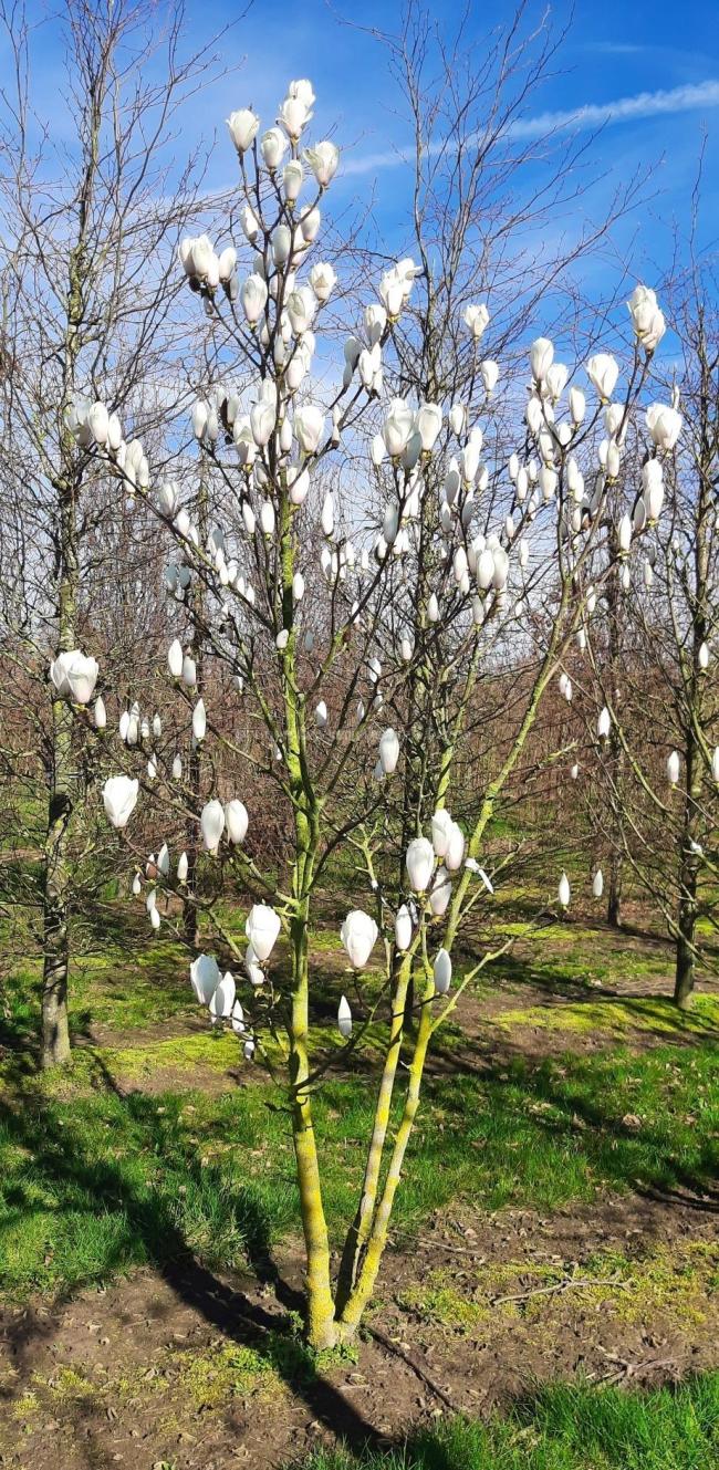 Magnolia 'Gresham JG nr 11'