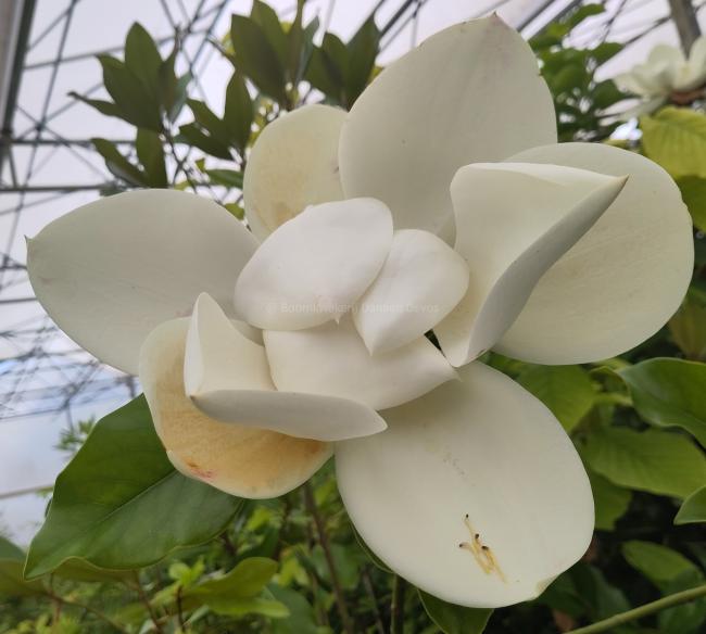 Magnolia grandiflora 'Samuel Sommer'