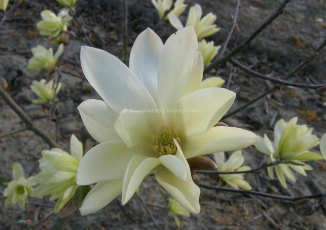 Magnolia 'Gold Star'