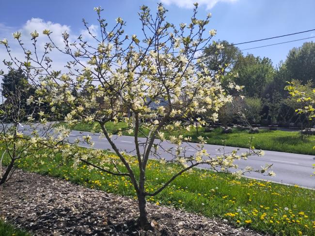Magnolia 'Gold Star'