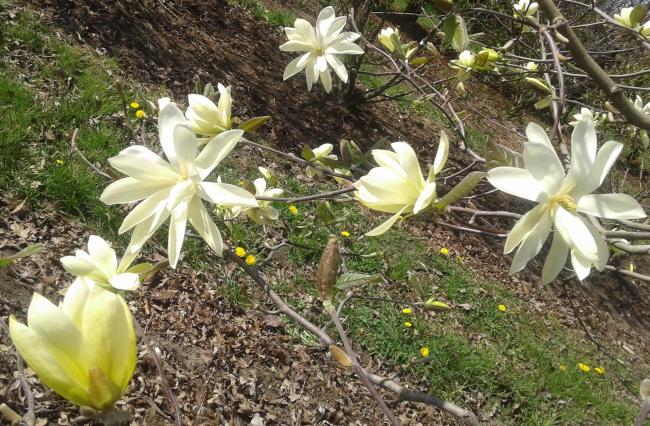 Magnolia 'Gold Star'