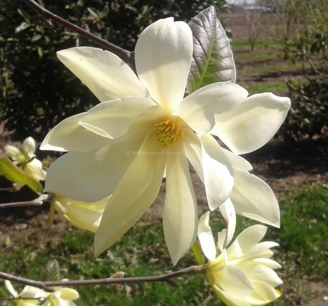 Magnolia 'Gold Star'