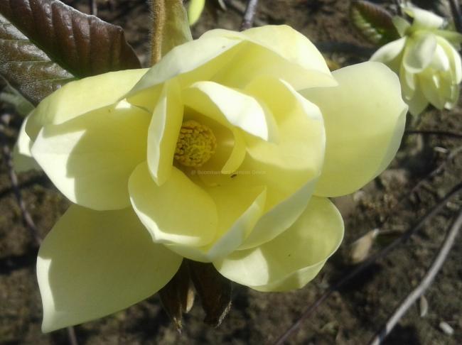 Magnolia 'Gold Star'