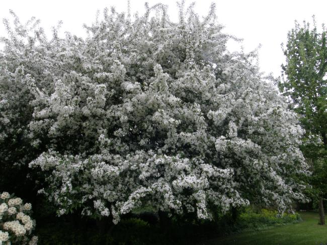 Malus hupehensis 'Fox Pride'
