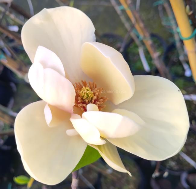 Magnolia 'Honey Liz'