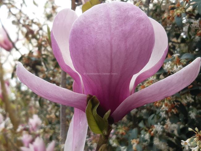 Magnolia 'Heaven Scent'