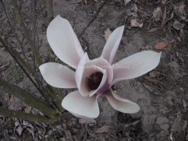 Magnolia 'Heaven Scent'
