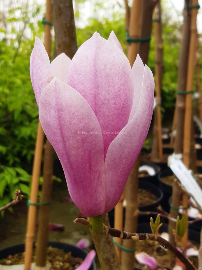 Magnolia 'Heaven Scent'