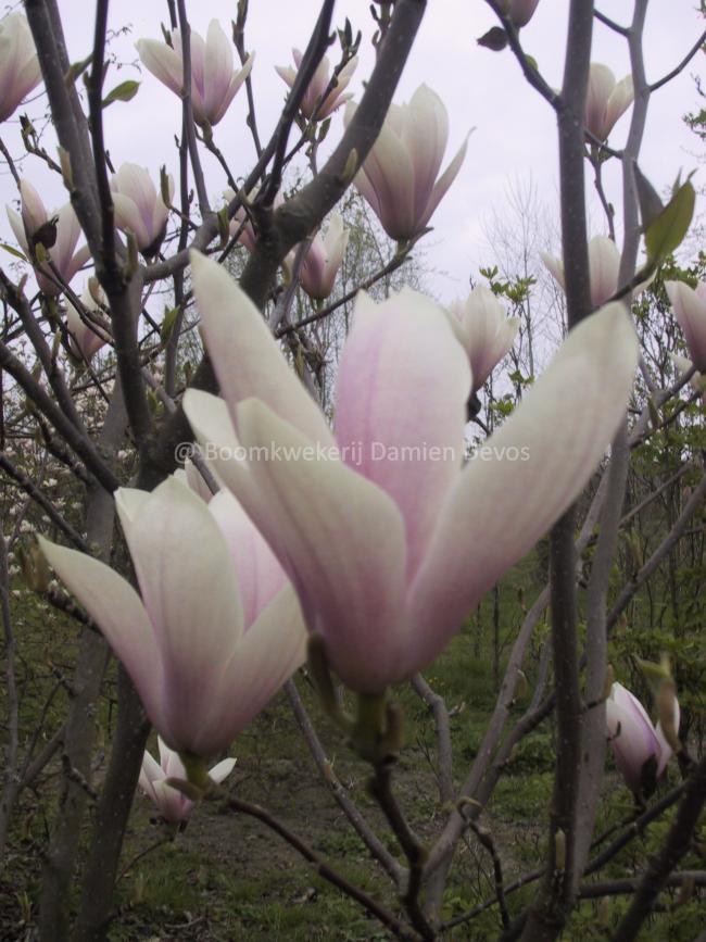 Magnolia 'Heaven Scent'