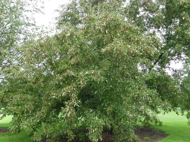 Malus hupehensis