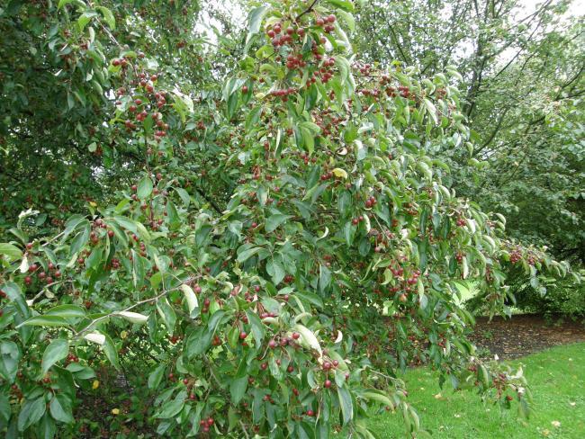 Malus hupehensis