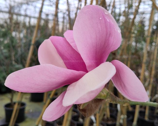 Magnolia 'Iolanthe'