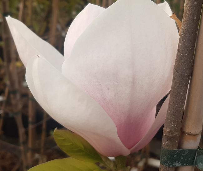 Magnolia 'Iolanthe'
