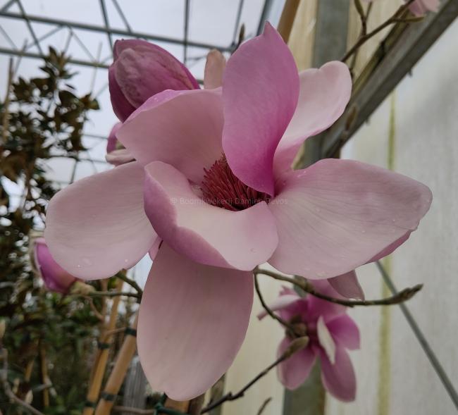 Magnolia 'Iolanthe'