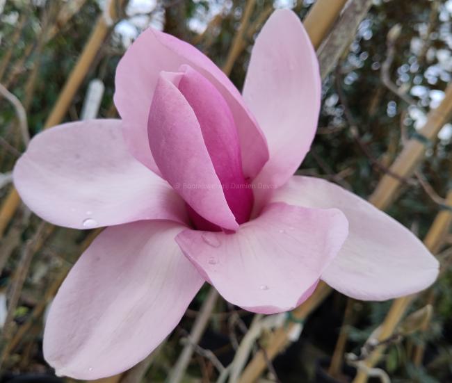 Magnolia 'Iolanthe'