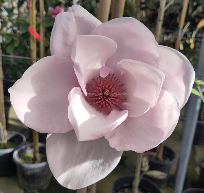 Magnolia 'Iolanthe'