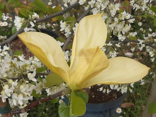 Magnolia 'Judy Zuk'
