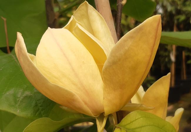 Magnolia 'Judy Zuk'