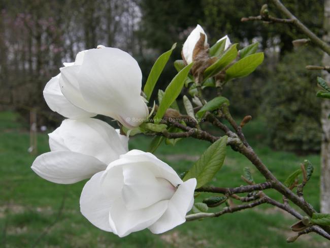 Magnolia kobus 'Janaki Ammal'