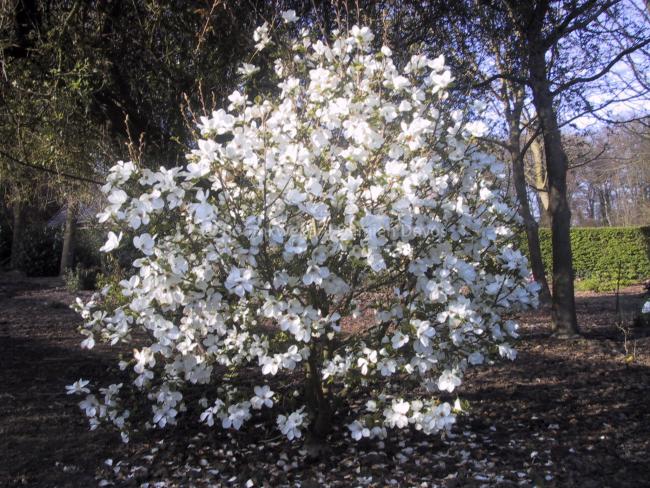 Magnolia kobus 'Janaki Ammal'