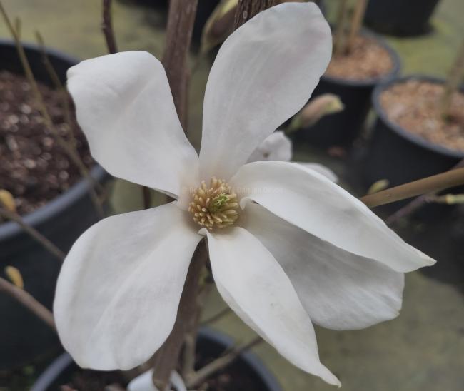 Magnolia kewensis 'Wada's Memory'