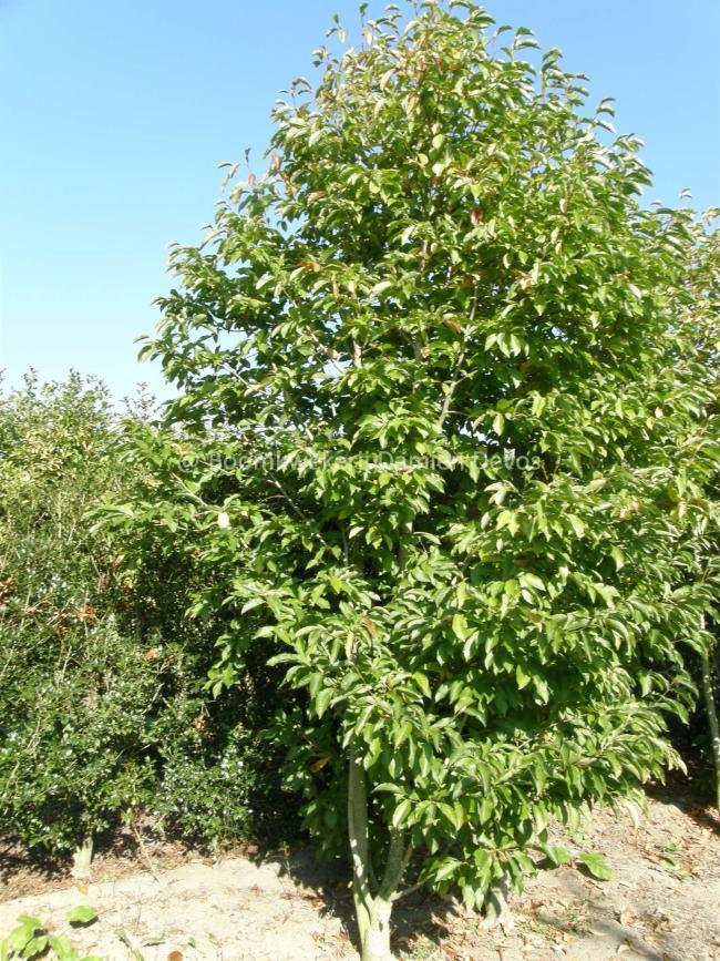 Magnolia kewensis 'Wada's Memory'