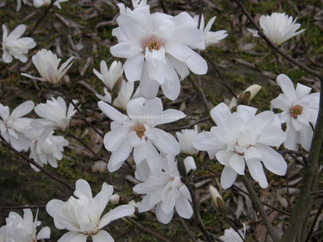Magnolia loebneri 'Ballerina' (x)