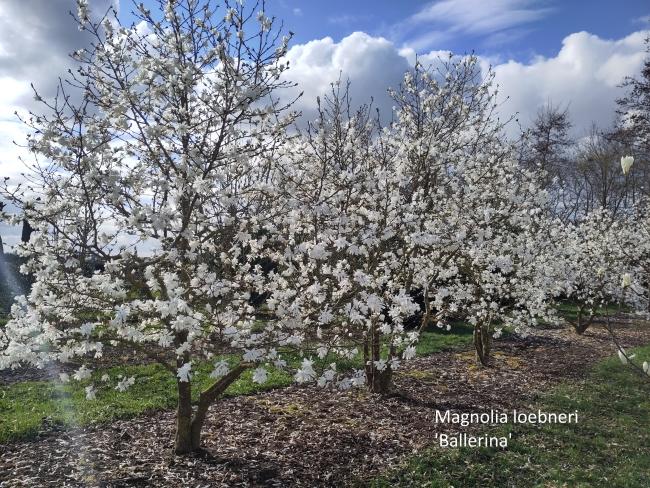 Magnolia loebneri 'Ballerina' (x)