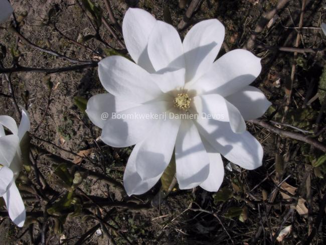 Magnolia loebneri 'Donna' (x)