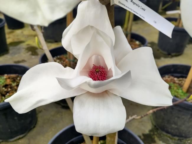 Magnolia 'Leda'