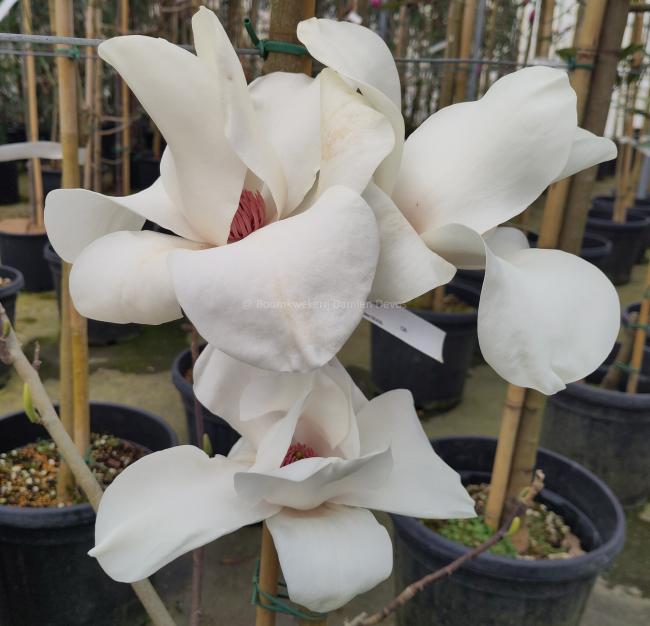 Magnolia 'Leda'
