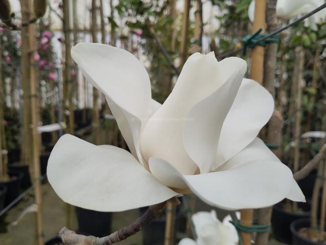 Magnolia 'Leda'