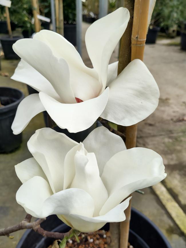 Magnolia 'Leda'