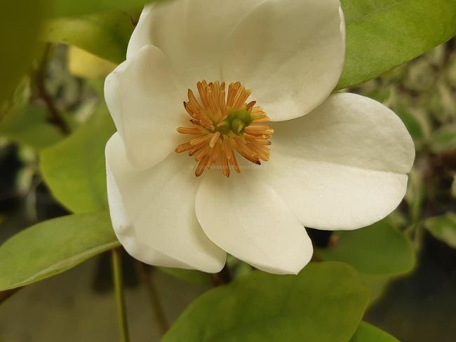 Magnolia laevifolia 'Gail's Favourite' ®