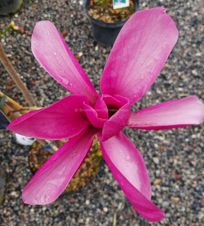 Magnolia 'Livingstone'