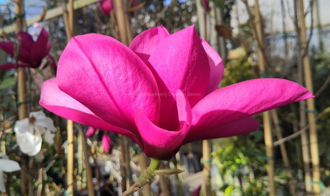 Magnolia 'Livingstone'