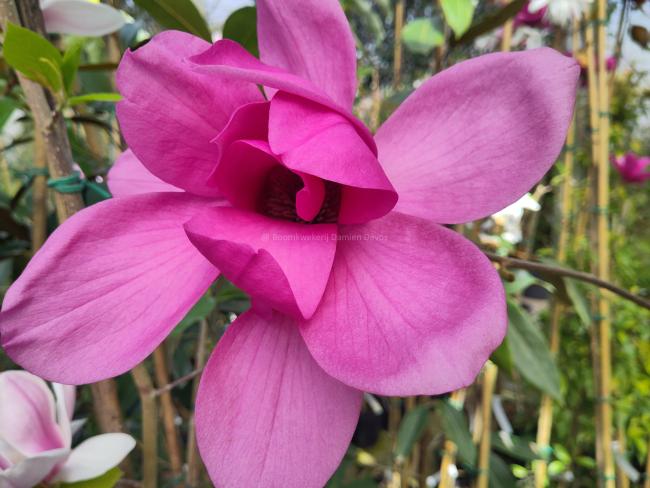 Magnolia 'Livingstone'
