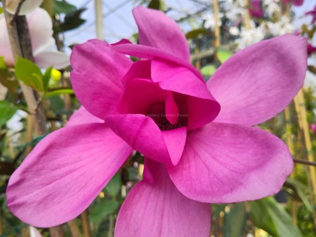 Magnolia 'Livingstone'