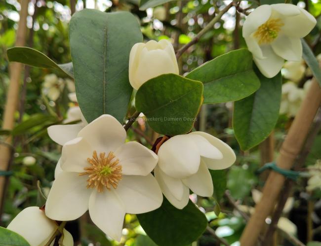 Magnolia laevifolia 'KH-achteraan'