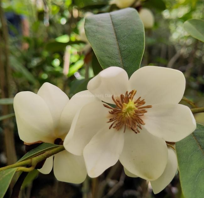 Magnolia laevifolia 'KH-achteraan'