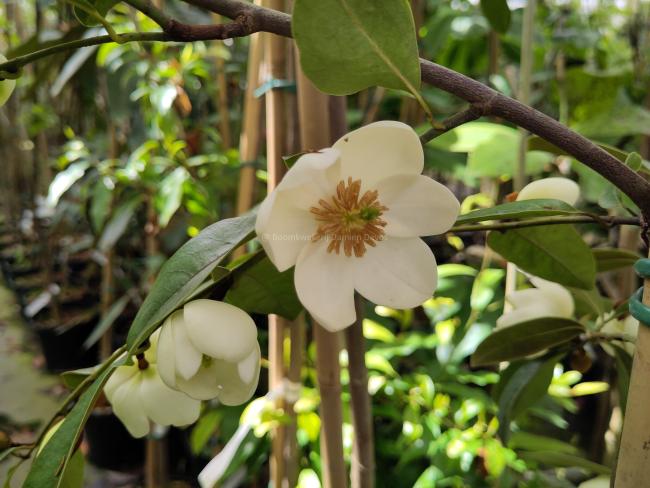 Magnolia laevifolia 'KH-achteraan'