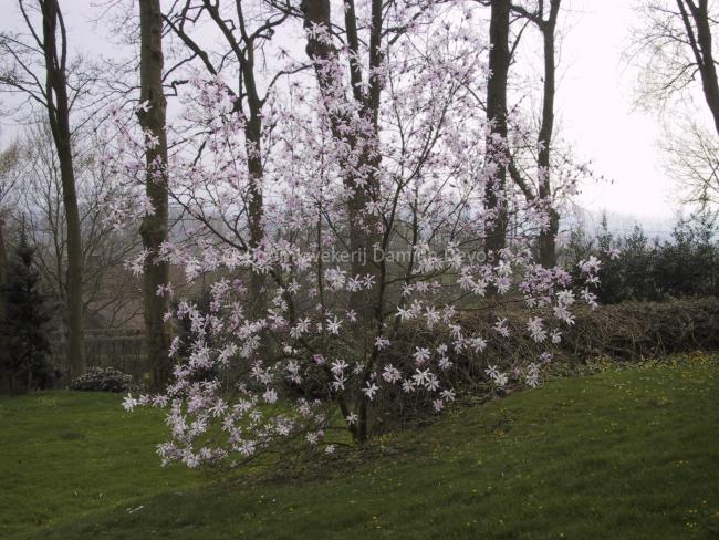 Magnolia loebneri 'Leonard Messel' (x)