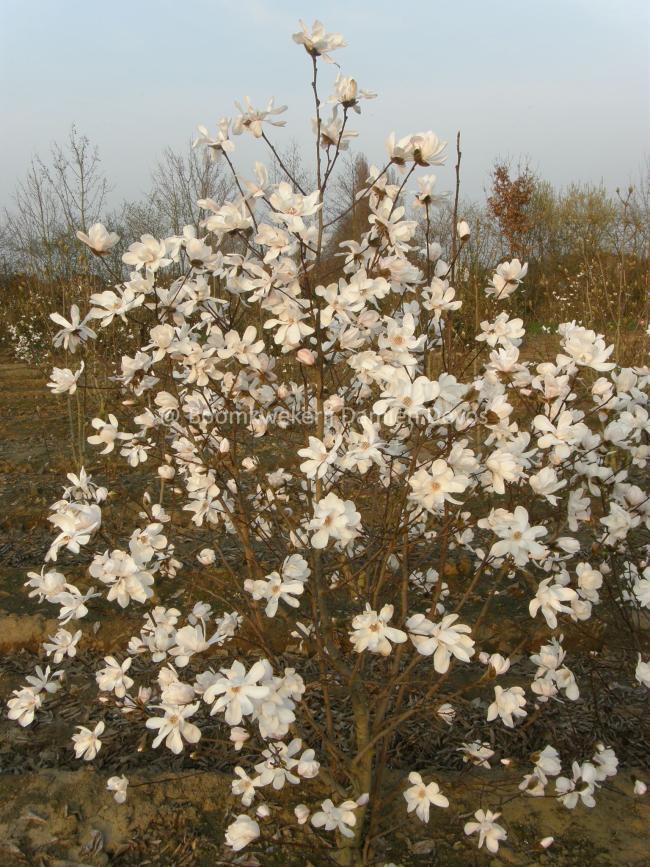 Magnolia loebneri 'Merrill'