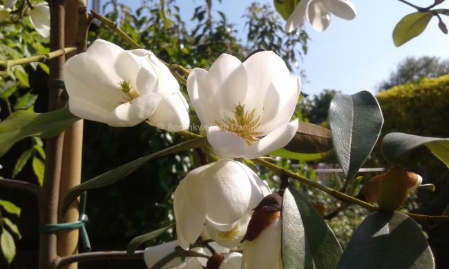 Magnolia laevifolia 'Michelle'